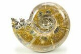 Polished Ammonite (Puzosia) Fossil - Madagascar #283523-1